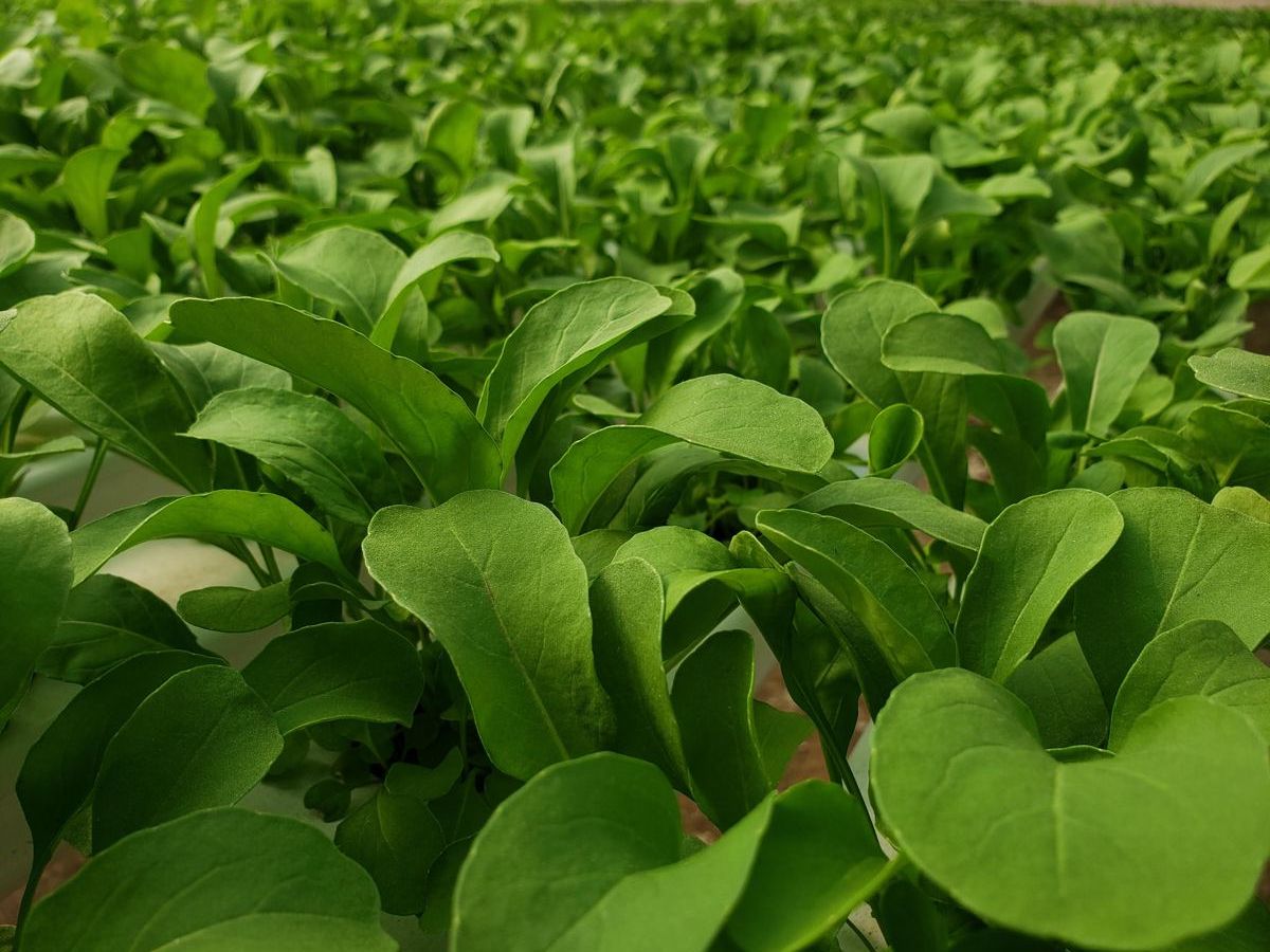 Folhosa em produção no viveiro